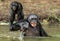 Smiling Bonobo in the water.