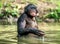 Smiling Bonobo in the water.