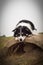 Smiling border collie in field.