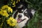 Smiling border collie in field of flower