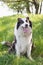 Smiling Border Collie is sitting in the grass outdoors