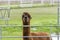 Smiling brown Alpaca peering over metal fence