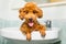 Smiling brown poodle puppy getting ready for bath in basin