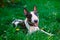 Smiling bullterrier puppy dog portrait on a green grass on a sunny day.