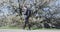 Smiling Businessman Using Smartphone While Walking By Flowering Tree In Park