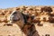 Smiling camel, Egypt