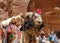 Smiling camel in the Petra, historical and archaeological city in southern Jordan