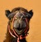 A Smiling Camel Portrait