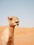 Smiling camel in Wahiba desert, Oman