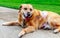 Smiling Cancer Surviving Dog Pose 2