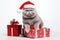 a smiling cat wear santa claus suit holding gift box on white background