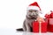 a smiling cat wear santa claus suit holding gift box on white background