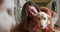 Smiling caucasian woman kissing and cuddling her pet dog sitting on floor at home