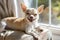 Smiling Chihuahua Enjoying Sun on a Cozy Chair Indoors