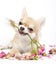 Smiling Chihuahua puppy giving pink roses