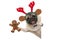 Smiling Christmas pug dog holding up gingerbread man and wearing reindeer antlers headband, with paw on white banner