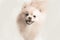 Smiling cream pomeranian puppy