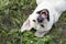 Smiling cute dog laying in green grass as bunny ears. Happy and laughing emotional pet outdoor