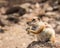 Smiling cute little African ground squirrel