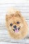 Smiling cute pomeranian dogs