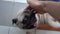 Smiling cute pug dog have begging for love with owner hands patting on dog head. Love, care and happiness concept.