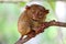 Smiling cute tarsier sitting on a tree