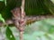 Smiling cute tarsier sitting on a tree, Bohol