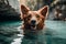 Smiling dog in clear water. Happy dog swimming, Generative AI