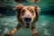 Smiling dog in clear water. Happy dog swimming, Generative AI