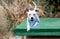 Smiling dog diving off of a dock