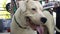 Smiling Dog Dogo Argentino. Close up porter of a white dog