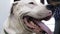 Smiling Dog Dogo Argentino. Close up porter of a white dog