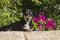 Smiling Dog in Front of Magenta Bougainvillea Flowers