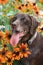 Smiling dog model posing around bright orange and yellow flowers