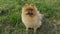 Smiling dog Pomeranian spitz looks intently up. Sneezes. Waiting for treats food. NAture green grass. Video footage