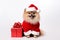 a smiling dog wearing santa claus suit holding gift box standing on isolate white background