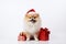 a smiling dog wearing santa claus suit holding gift box standing on isolate white background