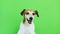 Smiling dog in white t-shirt portrait. Video footage. Green chroma key background. Lovely white Jack Russell terrier dog