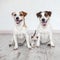 Smiling dogs with cat at white background