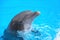 Smiling dolphin in Loro Parque in Puerto de la Cruz on Tenerife, Canary Islands