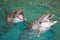 Smiling dolphins in the turquoise water