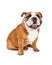 Smiling English Bulldog Sitting