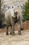 Smiling face of a big old elephant. Nature.