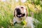 Smiling face of a Labrador lying in tall field grass