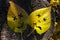 Smiling face and sad face with X eyes. Two yellow characters carved on leaves with X's for eyes. Emotions, mental health