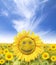 Smiling face of sunflower