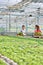 Smiling female botanists carrying plants in wooden crates in greenhouse