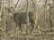 Smiling female Nilgai