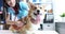 Smiling female veterinarian listens with stethoscope to dog in veterinary clinic