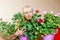 A smiling fifty-year-old woman and a blooming geranium at home. woman florist